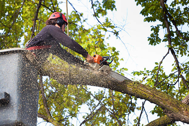 Best Hazardous Tree Removal  in South Miami Heights, FL